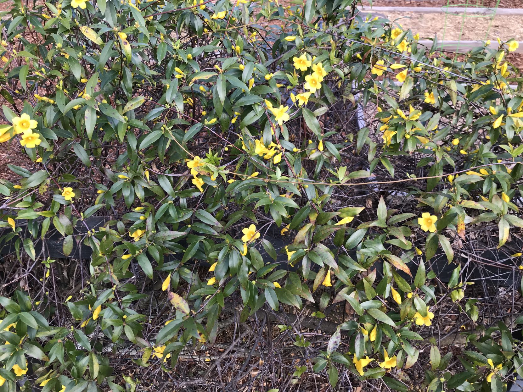 Carolina Jessamine